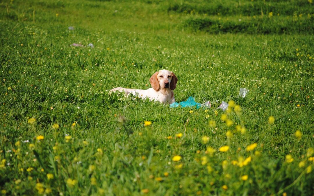 dog daycare west palm beach fl