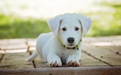 Keeping Your Dog Happy and Safe This August: Tips from All Dogs Rock
