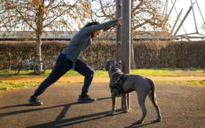 What Are the Daily Routines Like at a Dog Daycare in West Palm Beach?