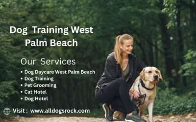 Where Can I Get Affordable Dog Training in West Palm Beach?