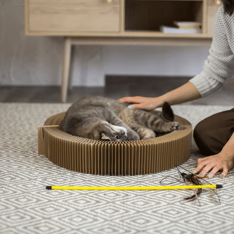 image 3 (1) Exceptional Cat Boarding with a Personal Touch