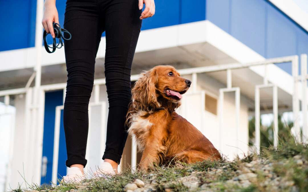 Dog Care Tips for Boarding