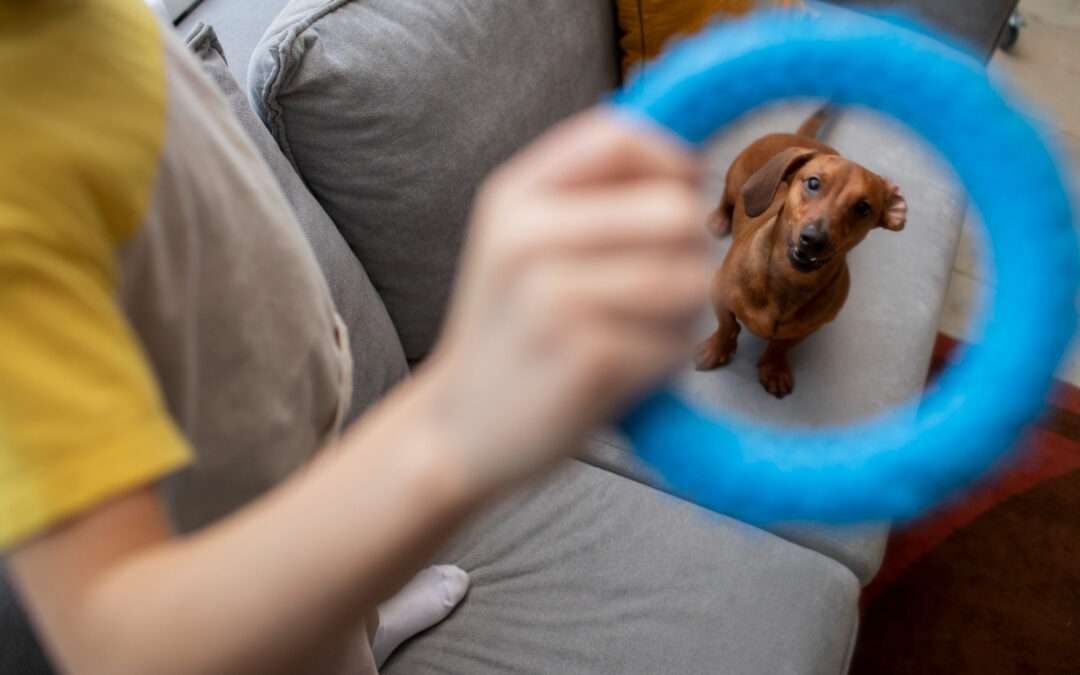 Reward Systems for Dog Training