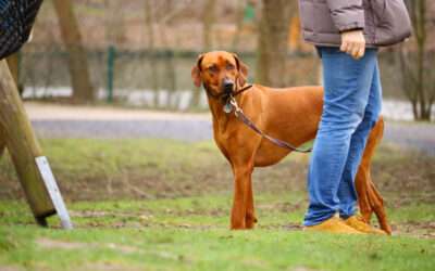 All Dogs Rock | Learn Leash Training Techniques That Work Best for Lantana Dogs Learn Leash Training Techniques That Work Best for Lantana Dogs