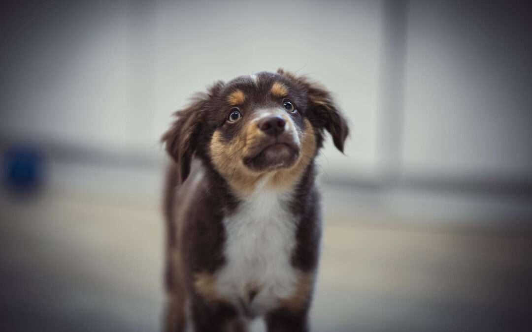 Separation anxiety in dogs