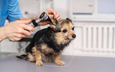 Preparing Puppies for Their First Grooming Session in Lantana
