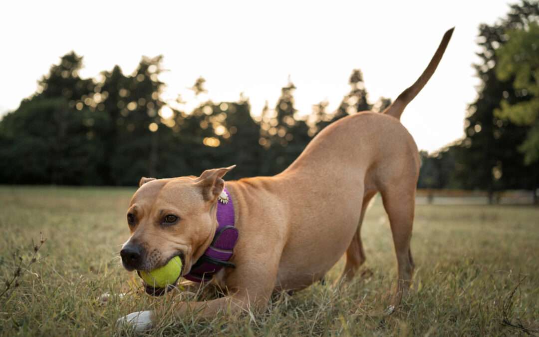 best doggy daycare for high-energy dogs